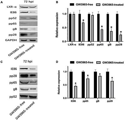 Inhibition of Human Cytomegalovirus Particle Maturation by Activation of Liver X Receptor